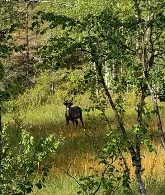 Off-Grid Cabin In Nattavaara Lapland Bagian luar foto